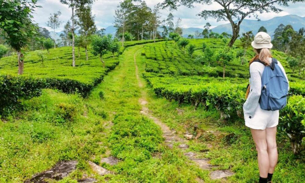 Tea Leaf Retreat Lejlighed Kandy Eksteriør billede